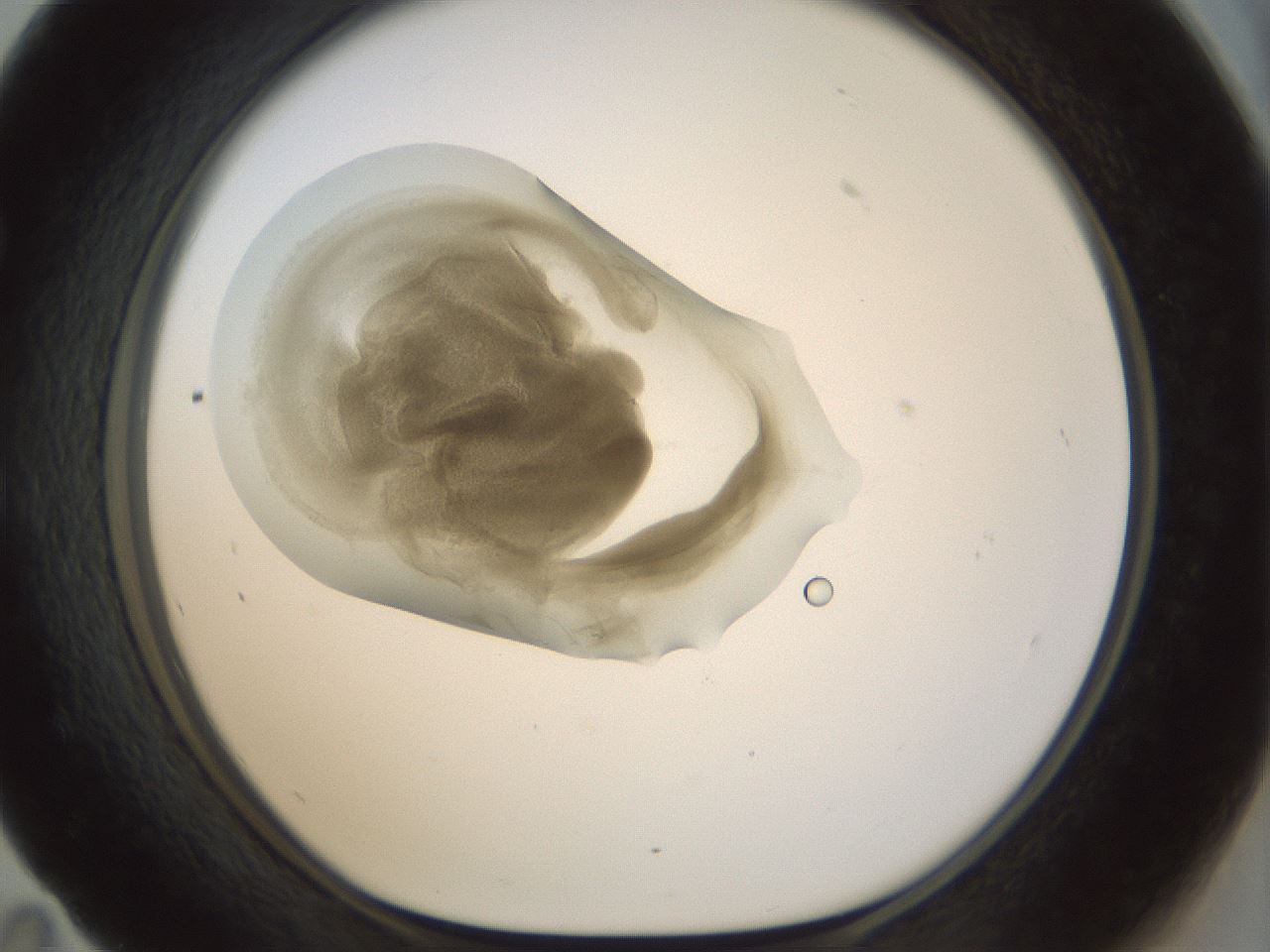 folderID155_plateID1155_batchID3205_wellNum59_profileID1_d1_r62547_ef.jpg