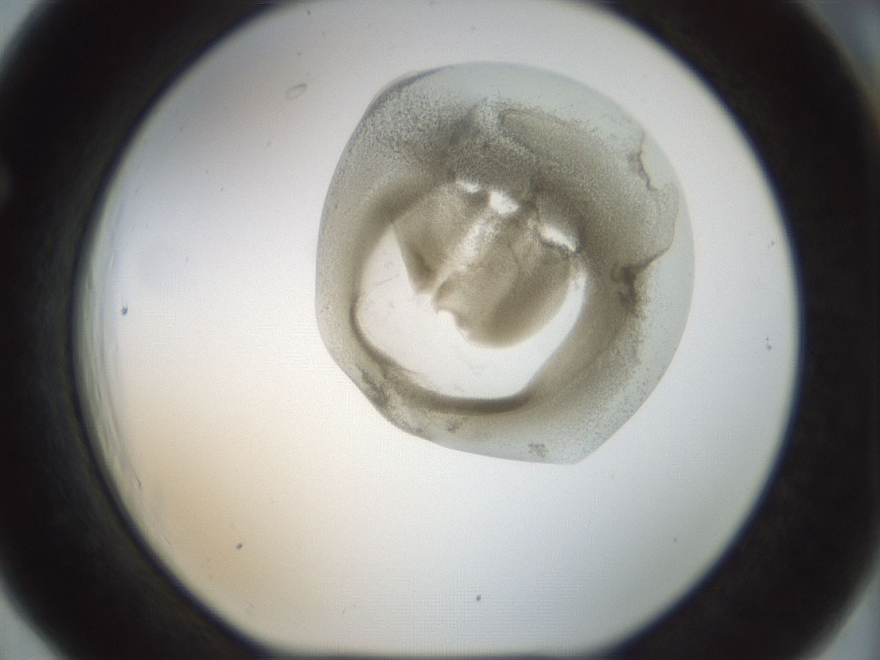 folderID155_plateID1155_batchID3205_wellNum66_profileID1_d1_r62561_ef.jpg
