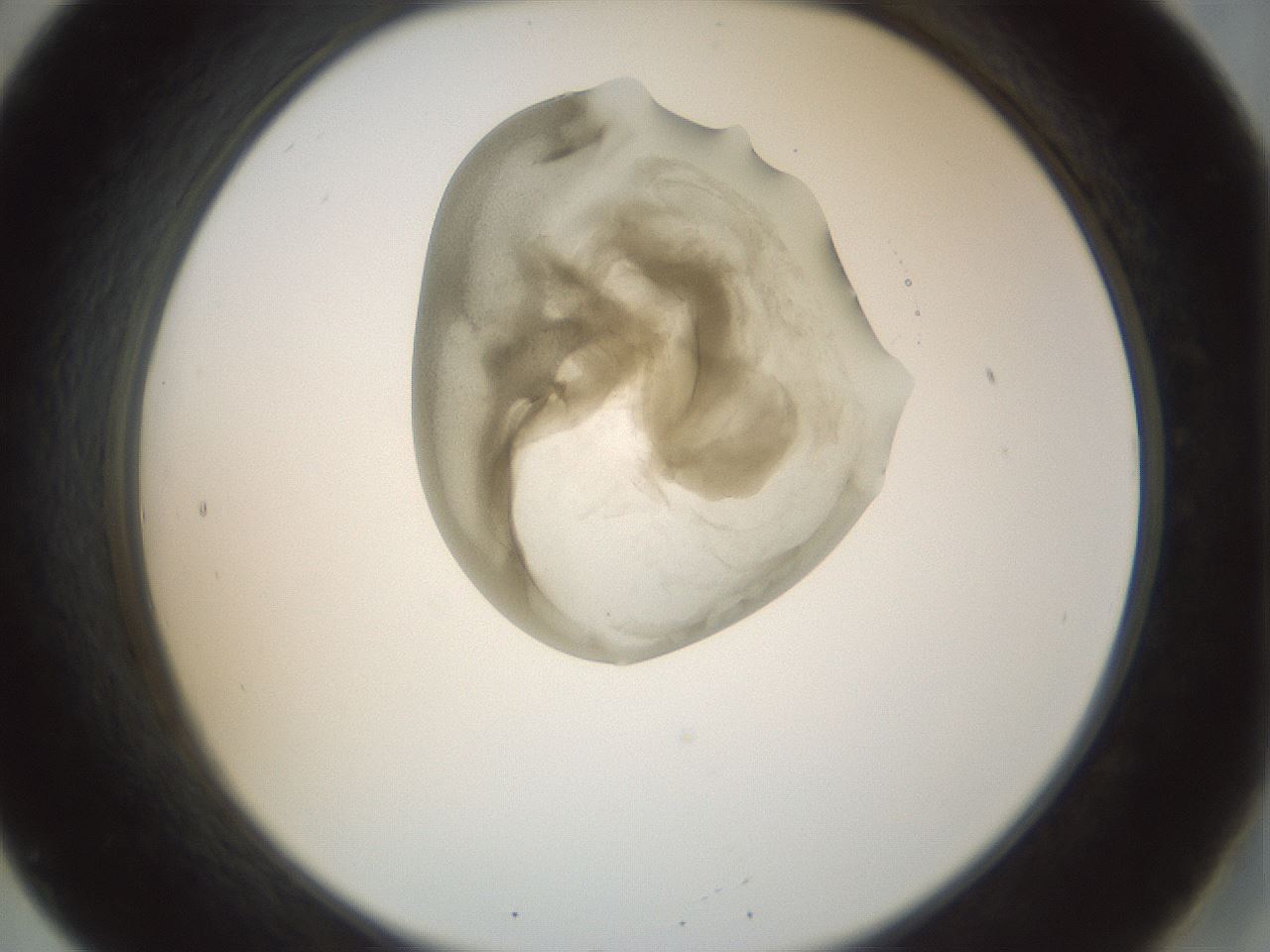 folderID155_plateID1155_batchID3205_wellNum20_profileID1_d2_r62470_ef.jpg