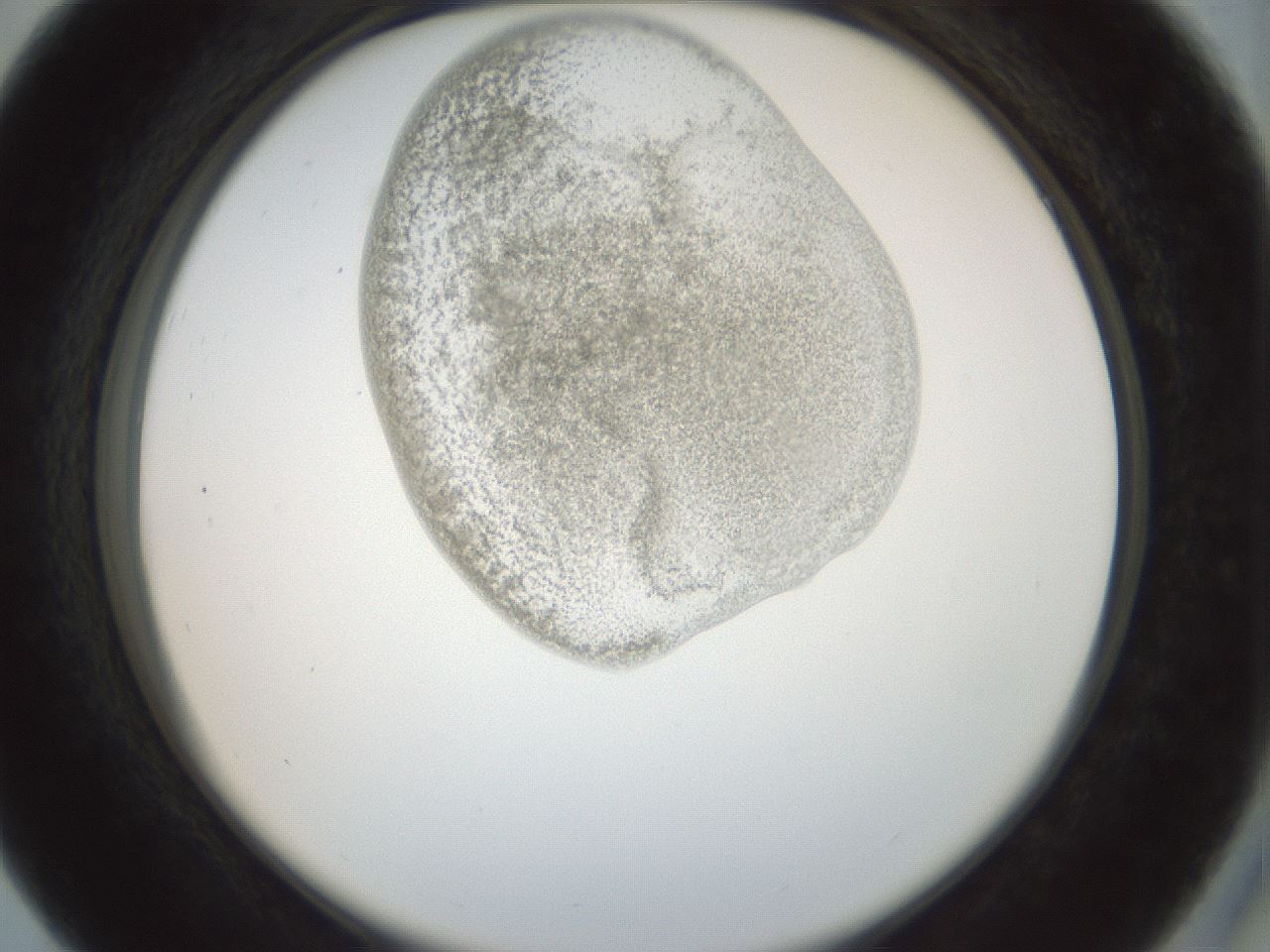 folderID155_plateID1155_batchID3205_wellNum27_profileID1_d2_r62484_ef.jpg