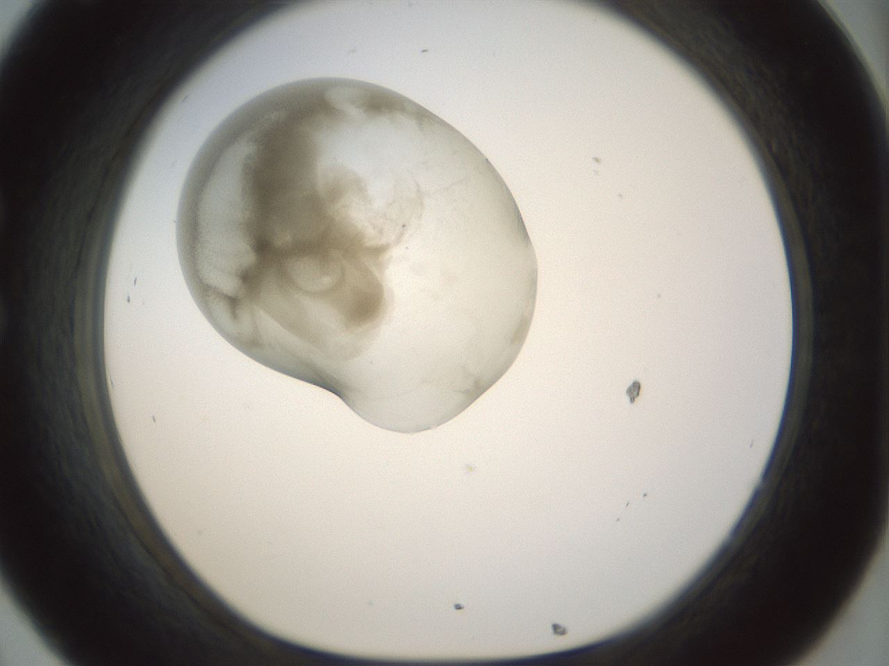 folderID155_plateID1155_batchID3205_wellNum32_profileID1_d1_r62493_ef.jpg