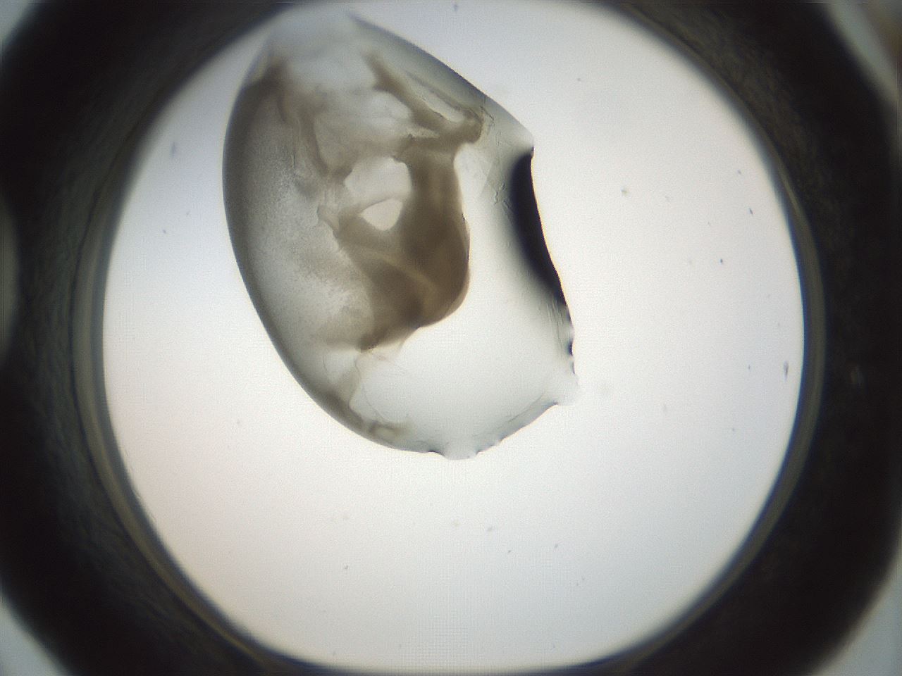 folderID155_plateID1155_batchID3205_wellNum42_profileID1_d1_r62513_ef.jpg