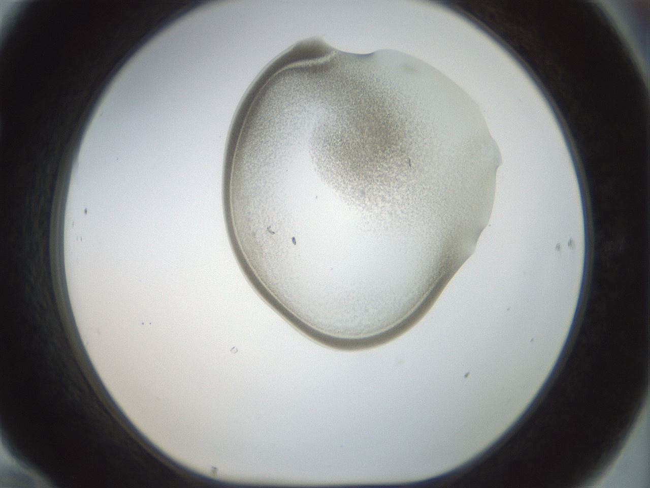 folderID155_plateID1155_batchID3205_wellNum70_profileID1_d1_r62569_ef.jpg