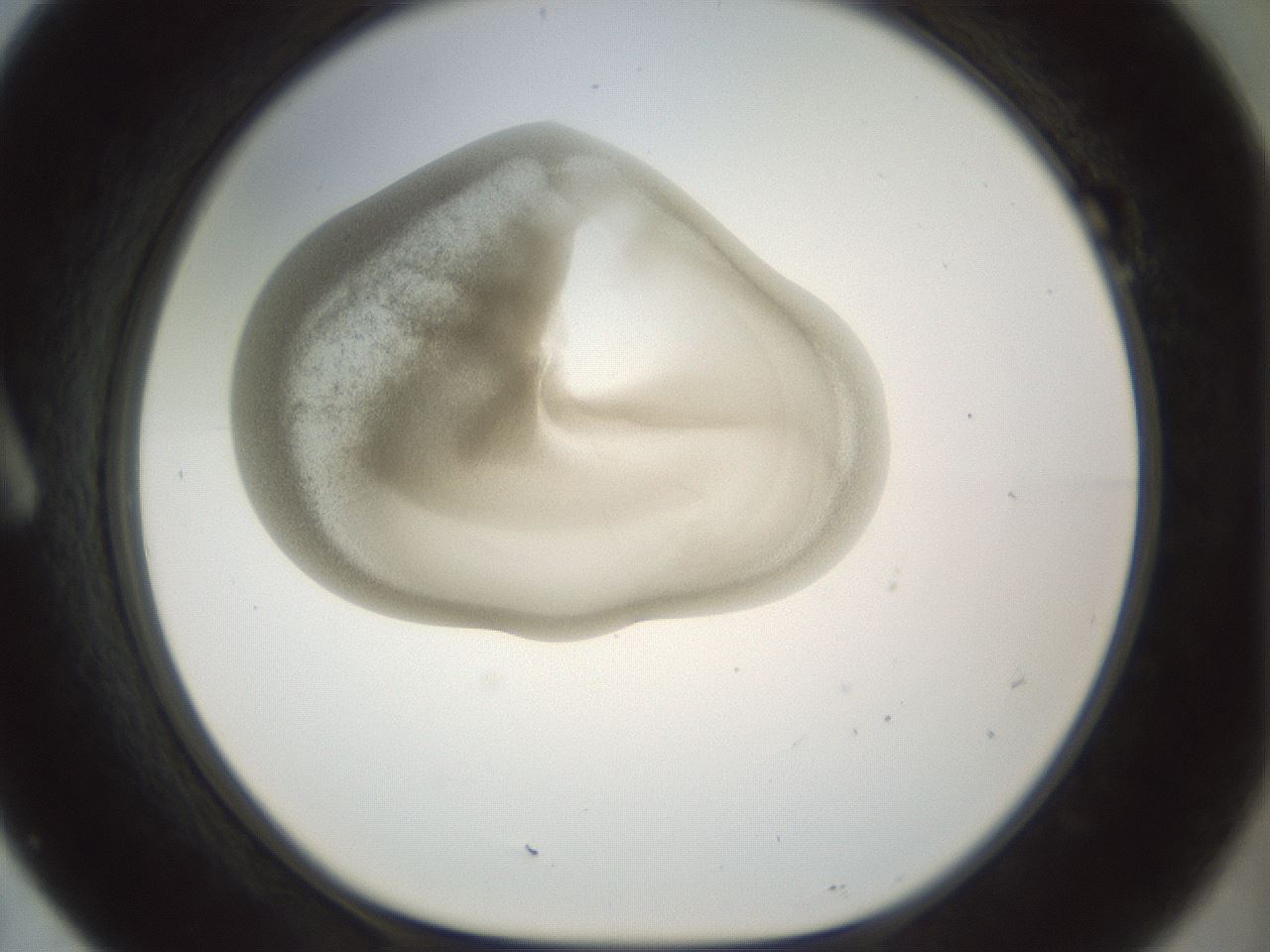 folderID155_plateID1155_batchID3205_wellNum7_profileID1_d1_r62443_ef.jpg