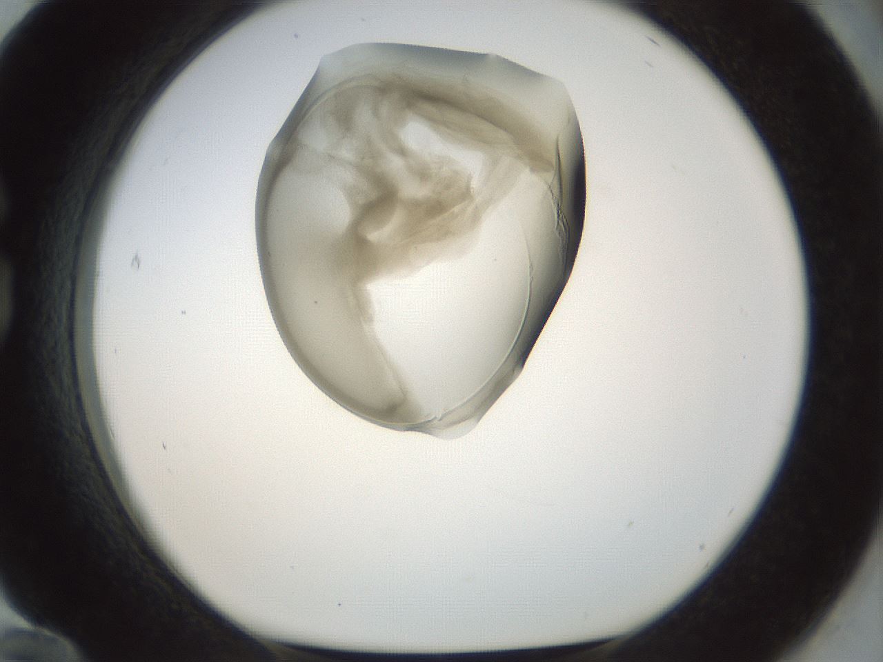 folderID155_plateID1155_batchID3205_wellNum84_profileID1_d1_r62597_ef.jpg