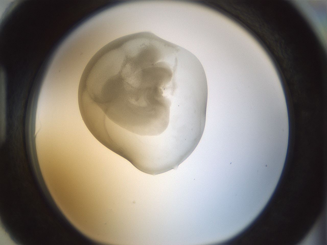 folderID155_plateID1155_batchID3205_wellNum90_profileID1_d1_r62609_ef.jpg