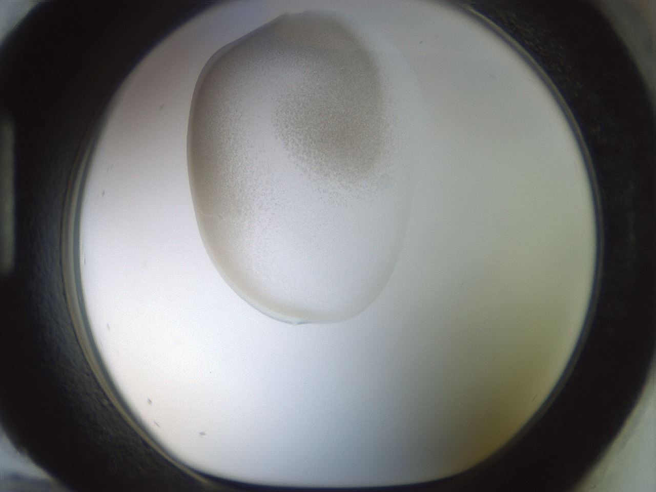 folderID155_plateID1155_batchID3205_wellNum96_profileID1_d1_r62621_ef.jpg