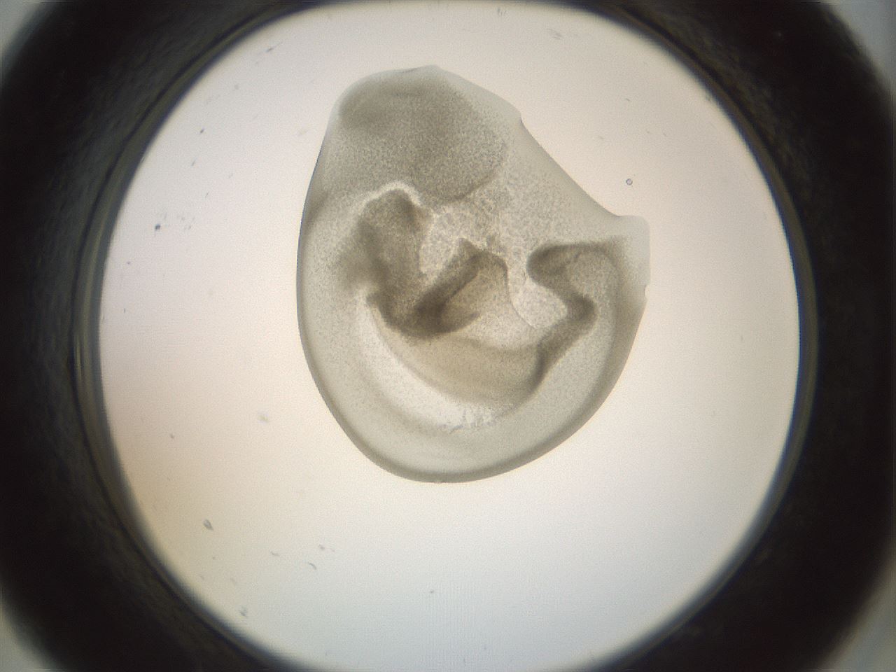 folderID155_plateID1155_batchID3205_wellNum9_profileID1_d2_r62448_ef.jpg