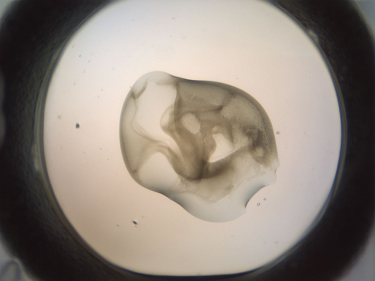 folderID156_plateID1156_batchID3128_wellNum23_profileID1_d1_r63627_ef.jpg
