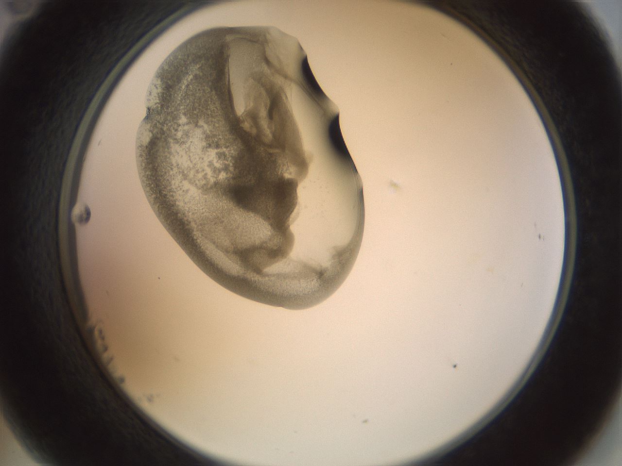 folderID156_plateID1156_batchID3128_wellNum23_profileID1_d2_r63628_ef.jpg