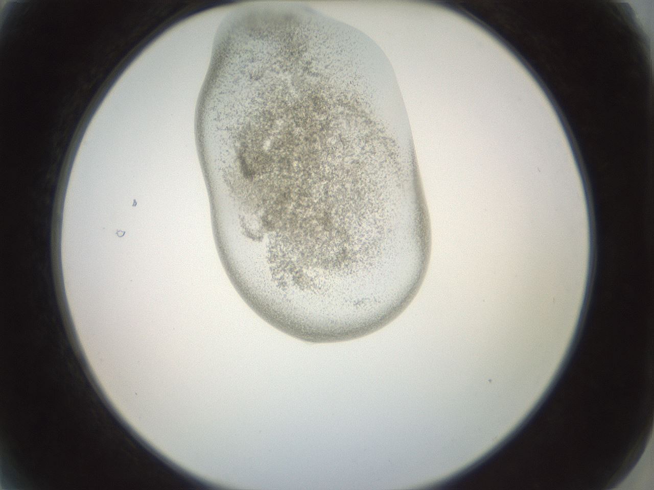 folderID156_plateID1156_batchID3128_wellNum2_profileID1_d2_r63586_ef.jpg
