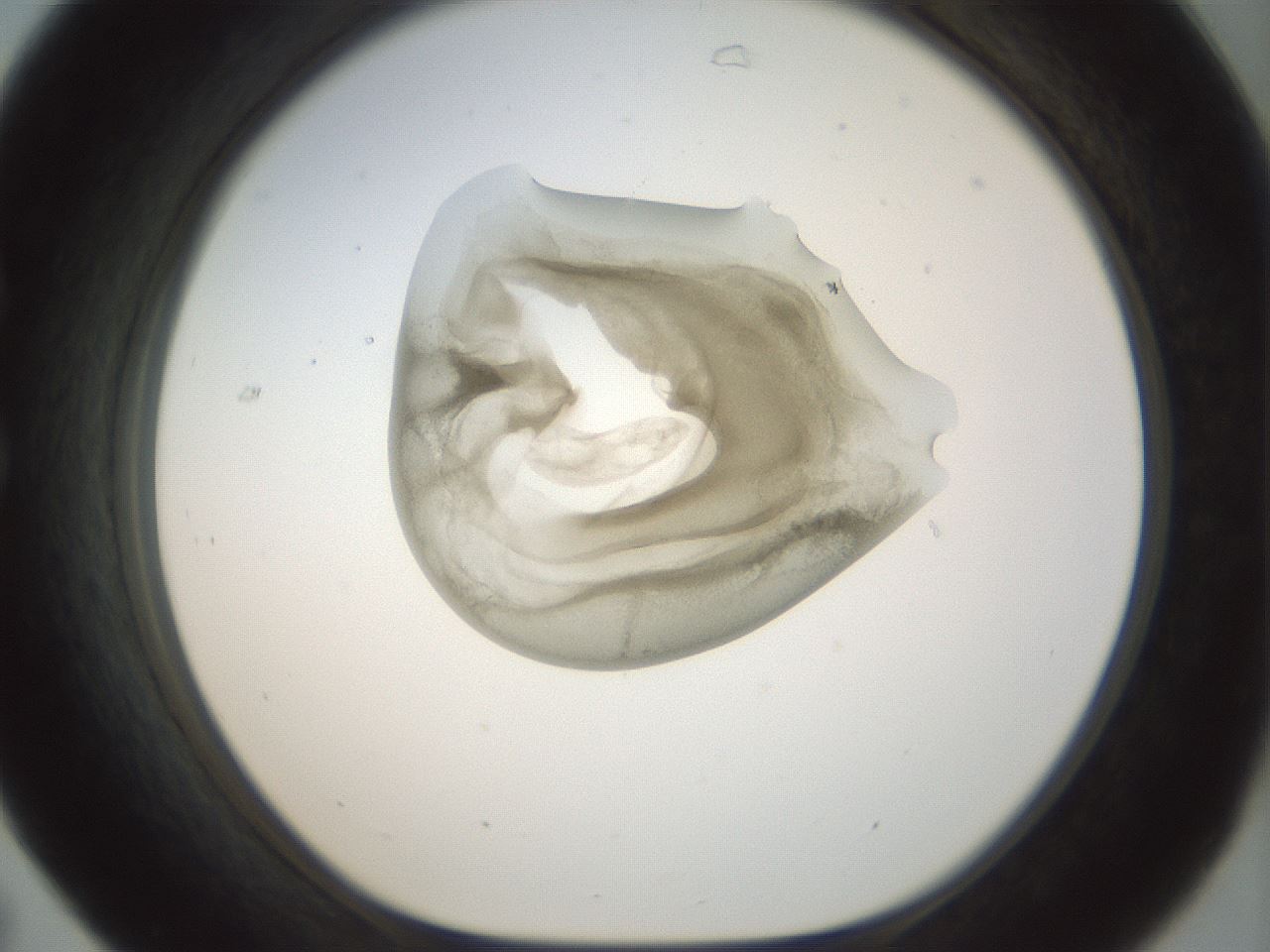 folderID156_plateID1156_batchID3128_wellNum31_profileID1_d1_r63643_ef.jpg