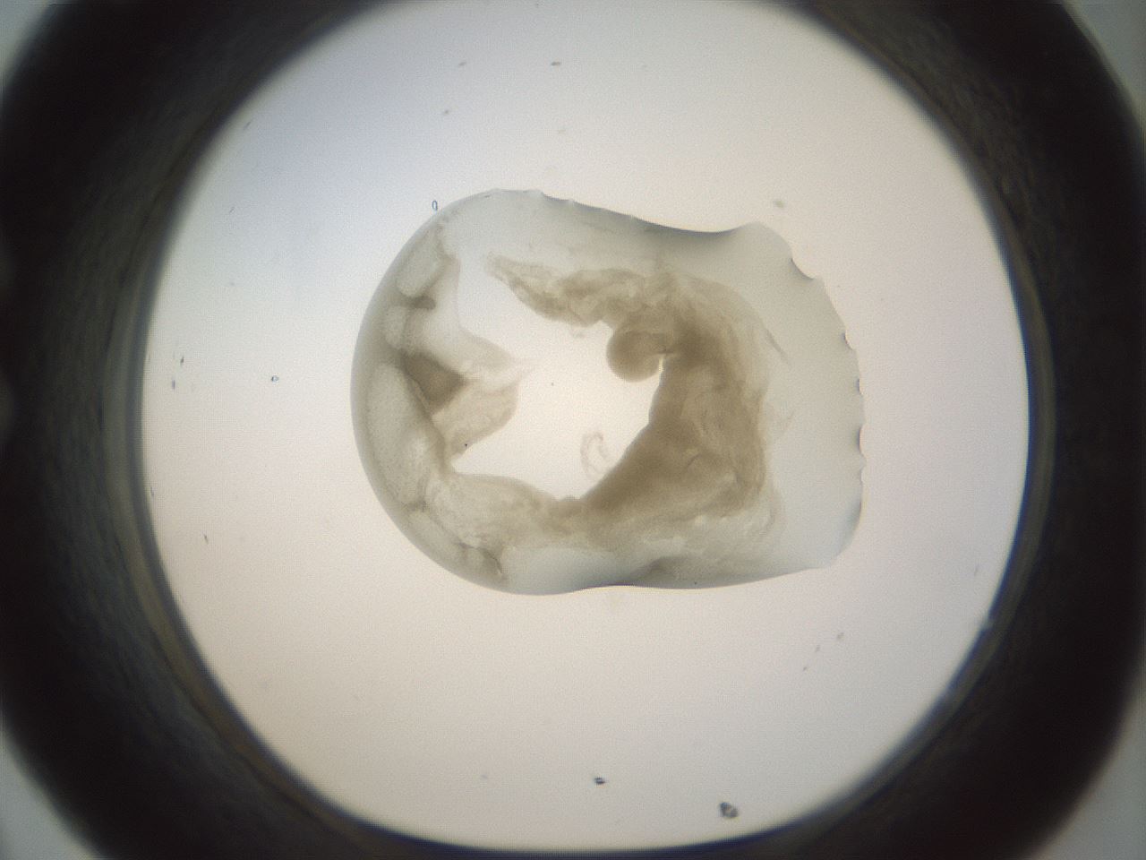 folderID156_plateID1156_batchID3128_wellNum32_profileID1_d1_r63645_ef.jpg
