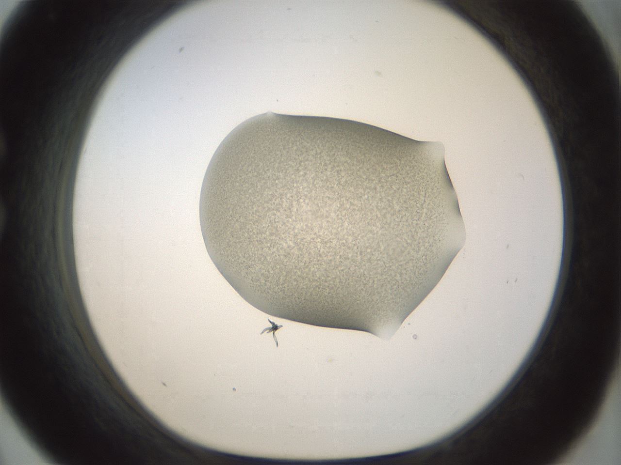 folderID156_plateID1156_batchID3128_wellNum33_profileID1_d1_r63647_ef.jpg