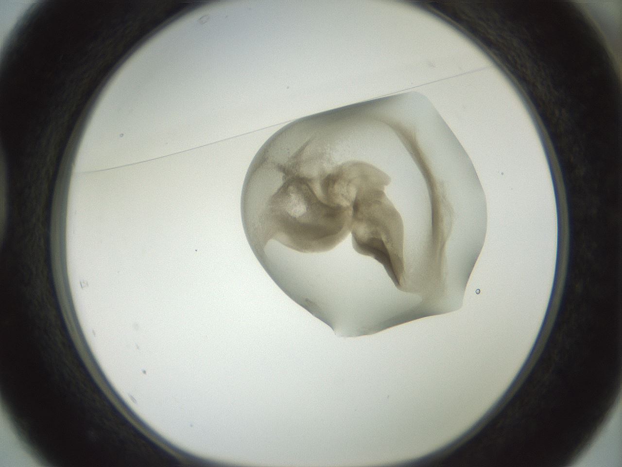 folderID156_plateID1156_batchID3128_wellNum37_profileID1_d1_r63655_ef.jpg