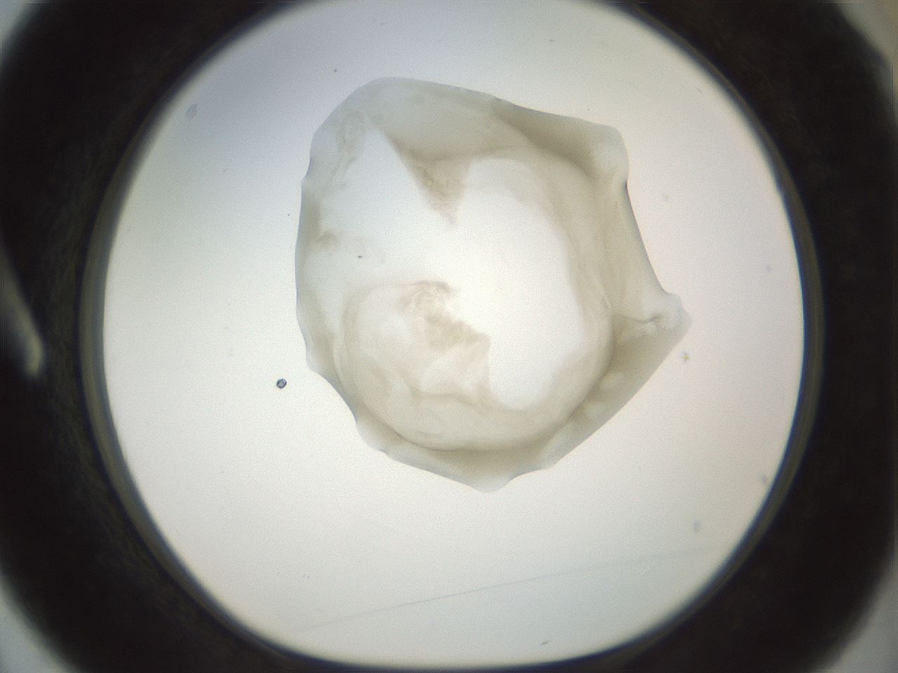 folderID156_plateID1156_batchID3128_wellNum3_profileID1_d1_r63587_ef.jpg