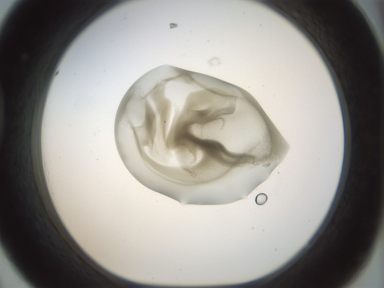 folderID156_plateID1156_batchID3128_wellNum44_profileID1_d1_r63669_ef.jpg