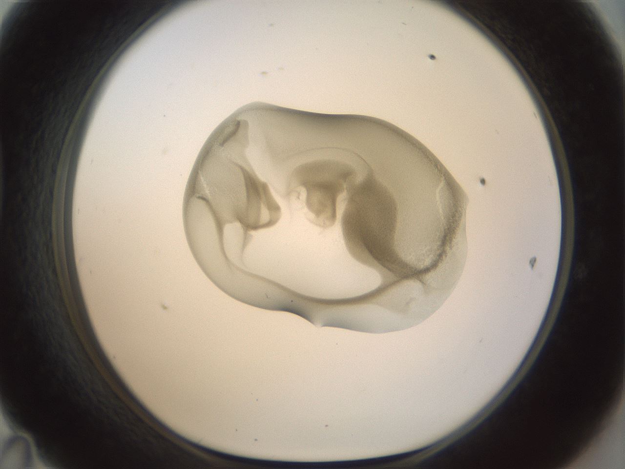 folderID156_plateID1156_batchID3128_wellNum47_profileID1_d1_r63675_ef.jpg