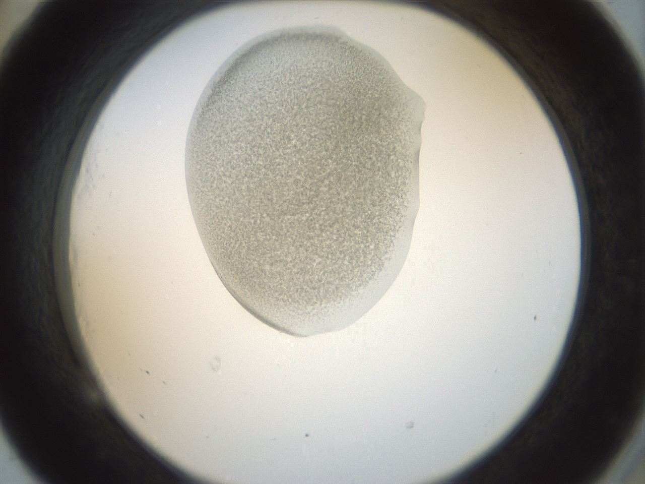 folderID156_plateID1156_batchID3128_wellNum53_profileID1_d2_r63688_ef.jpg