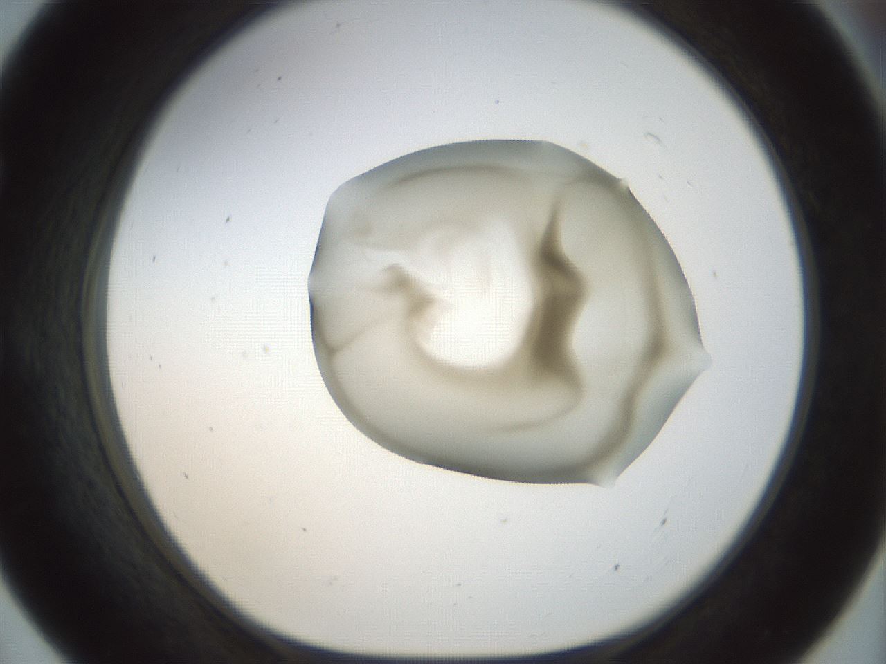 folderID156_plateID1156_batchID3128_wellNum55_profileID1_d1_r63691_ef.jpg