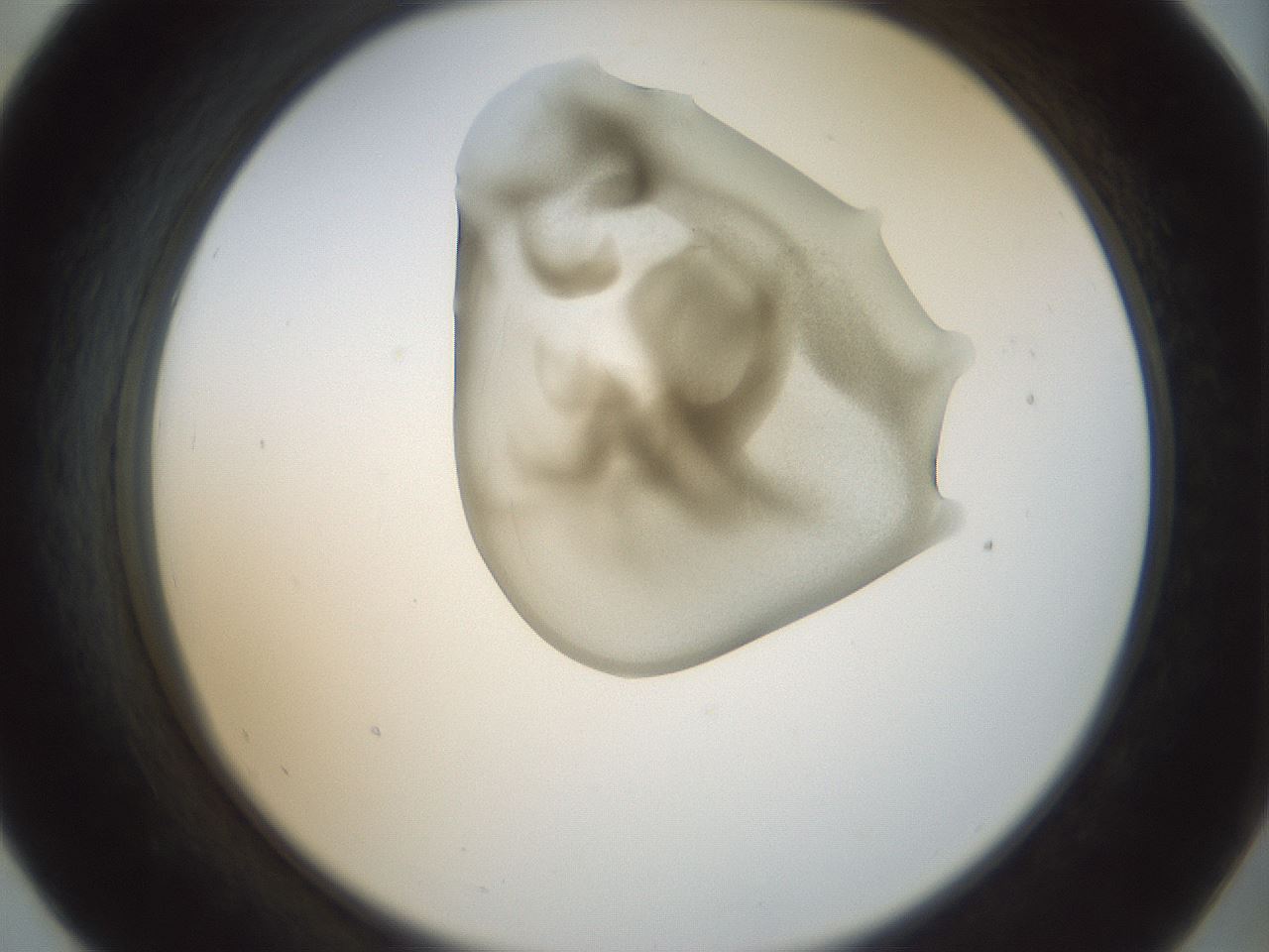 folderID156_plateID1156_batchID3128_wellNum55_profileID1_d2_r63692_ef.jpg