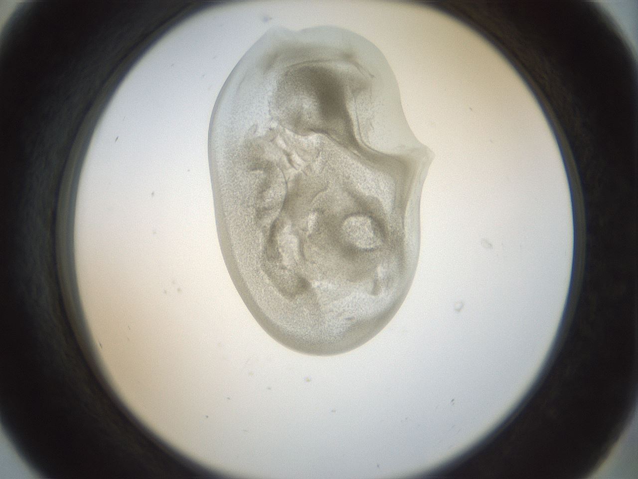 folderID156_plateID1156_batchID3128_wellNum56_profileID1_d2_r63694_ef.jpg