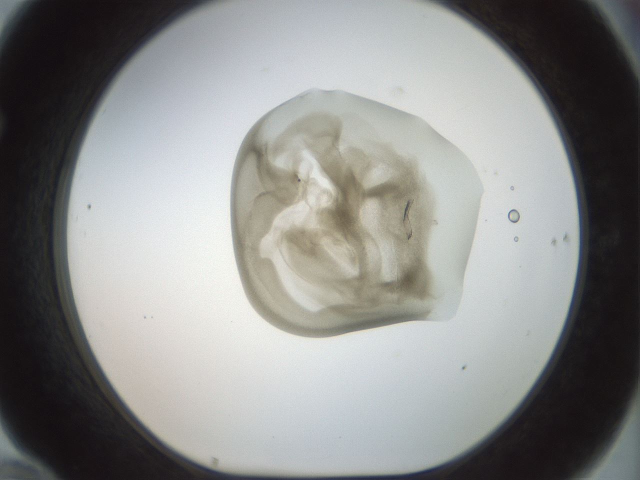 folderID156_plateID1156_batchID3128_wellNum70_profileID1_d1_r63721_ef.jpg