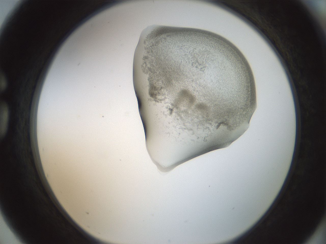 folderID156_plateID1156_batchID3128_wellNum75_profileID1_d1_r63731_ef.jpg