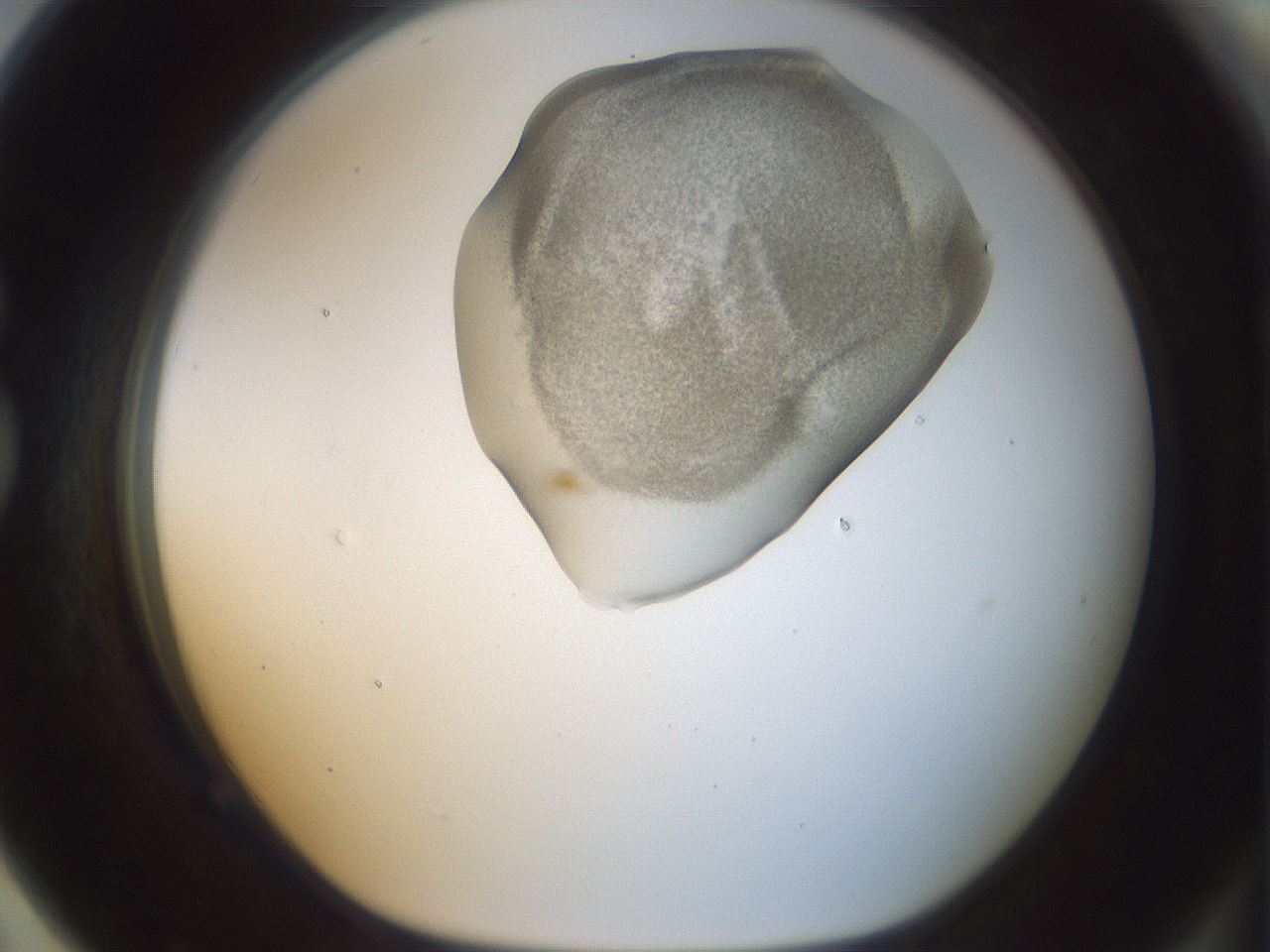 folderID156_plateID1156_batchID3128_wellNum79_profileID1_d1_r63739_ef.jpg