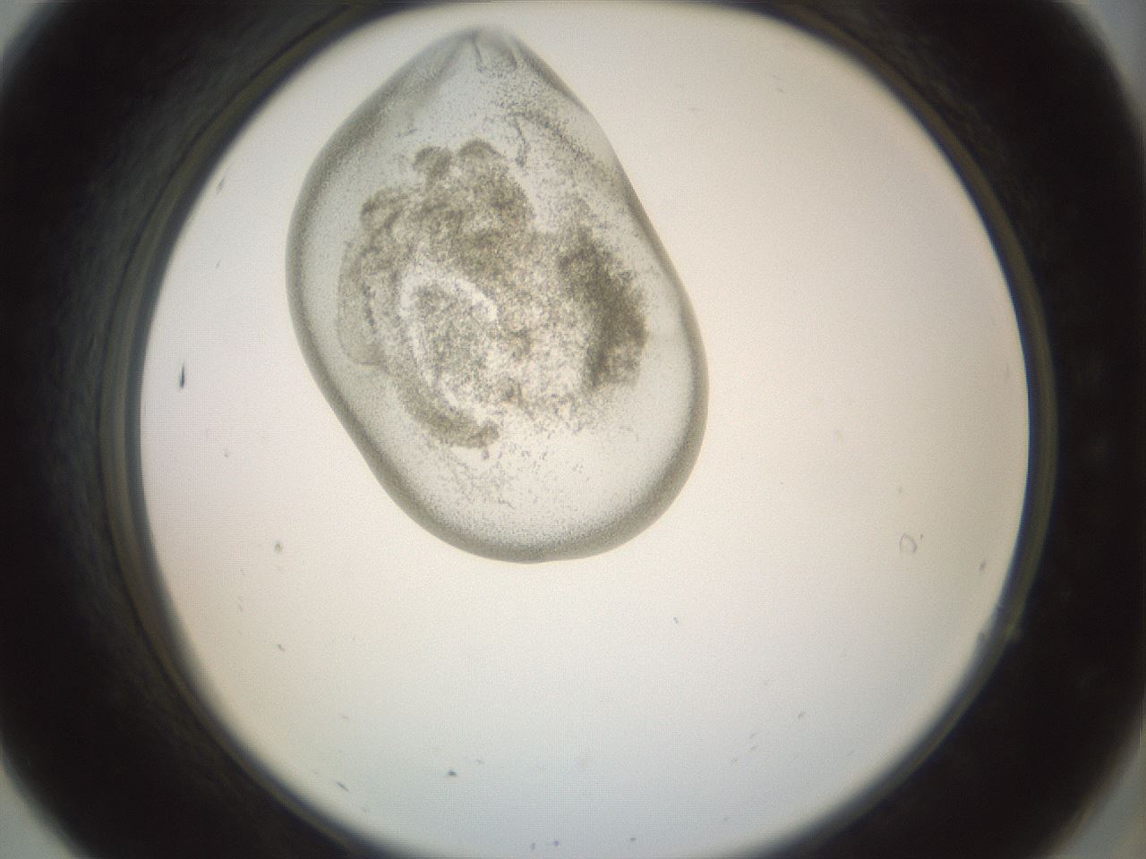 folderID156_plateID1156_batchID3128_wellNum7_profileID1_d2_r63596_ef.jpg