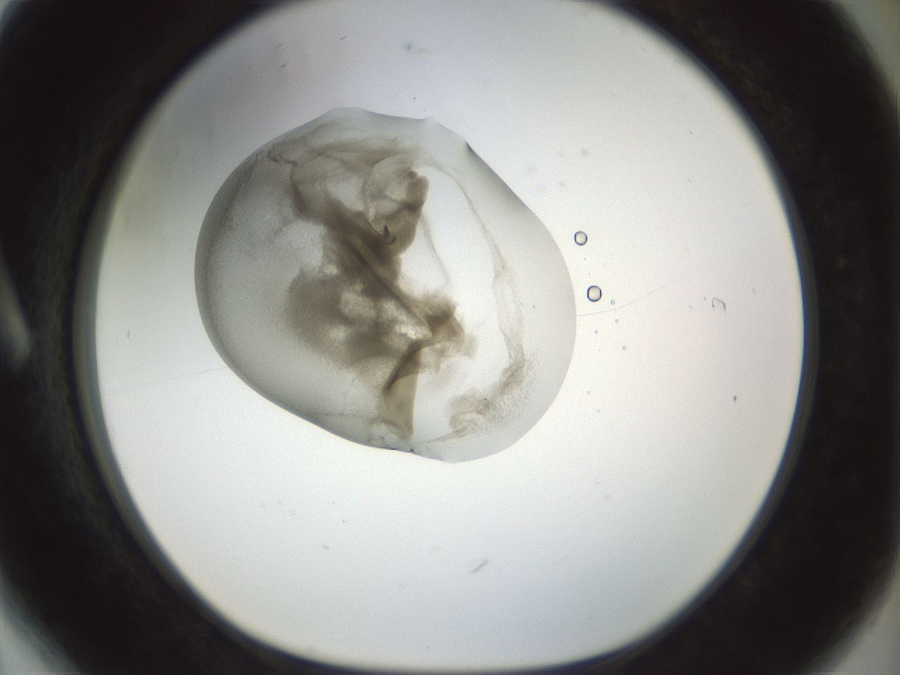 folderID155_plateID1155_batchID3205_wellNum6_profileID1_d1_r62441_ef.jpg