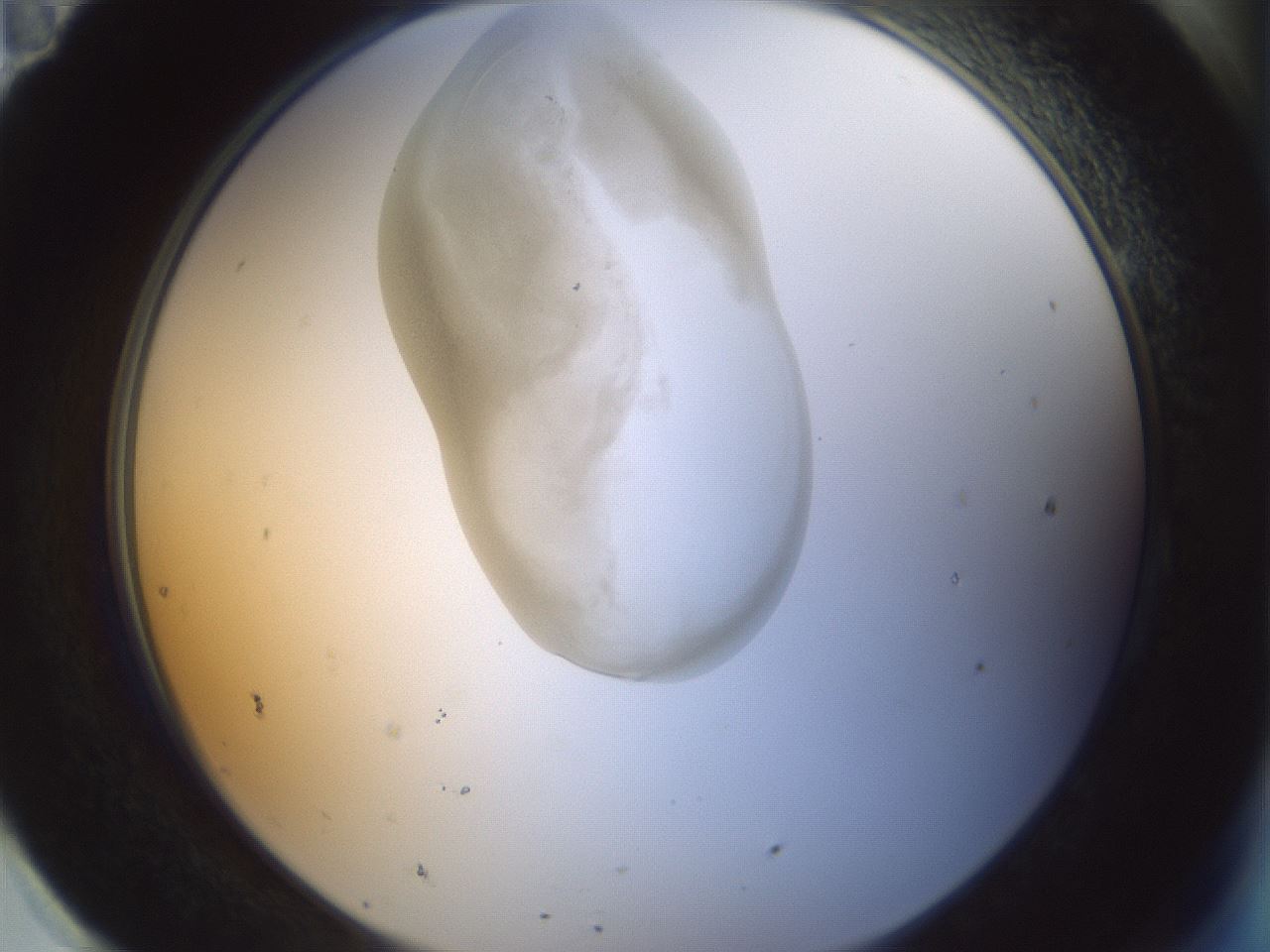 folderID155_plateID1155_batchID3205_wellNum95_profileID1_d2_r62620_ef.jpg