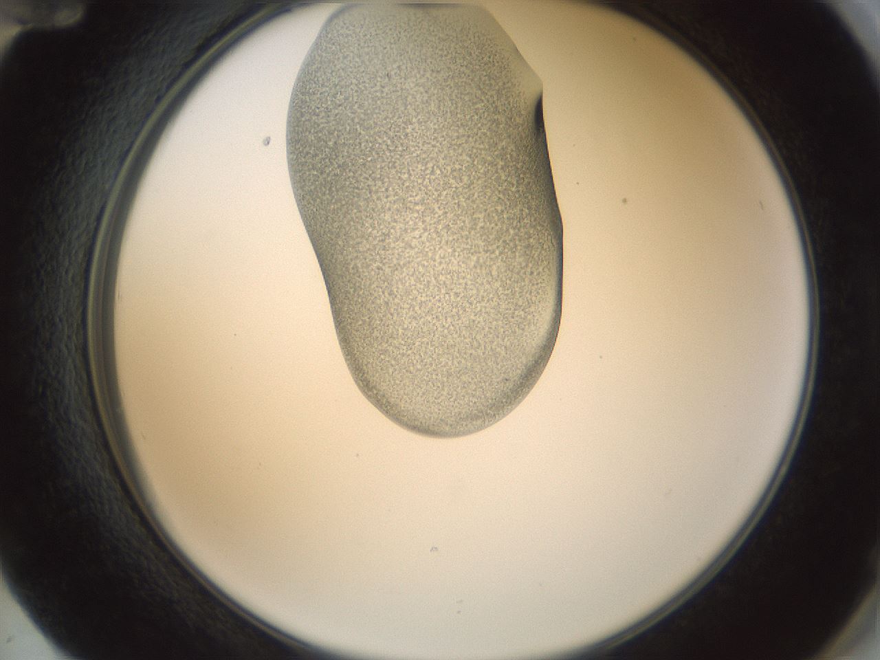 folderID156_plateID1156_batchID3128_wellNum72_profileID1_d2_r63726_ef.jpg