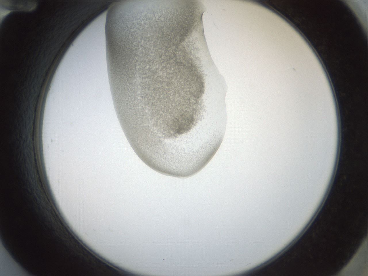 folderID156_plateID1156_batchID3128_wellNum84_profileID1_d2_r63750_ef.jpg