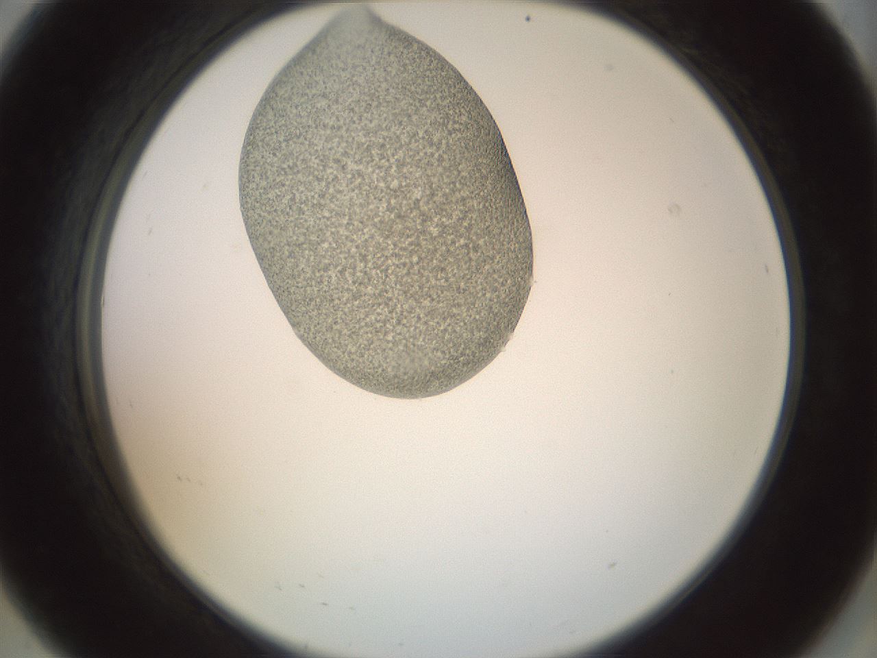 folderID156_plateID1156_batchID3128_wellNum8_profileID1_d2_r63598_ef.jpg