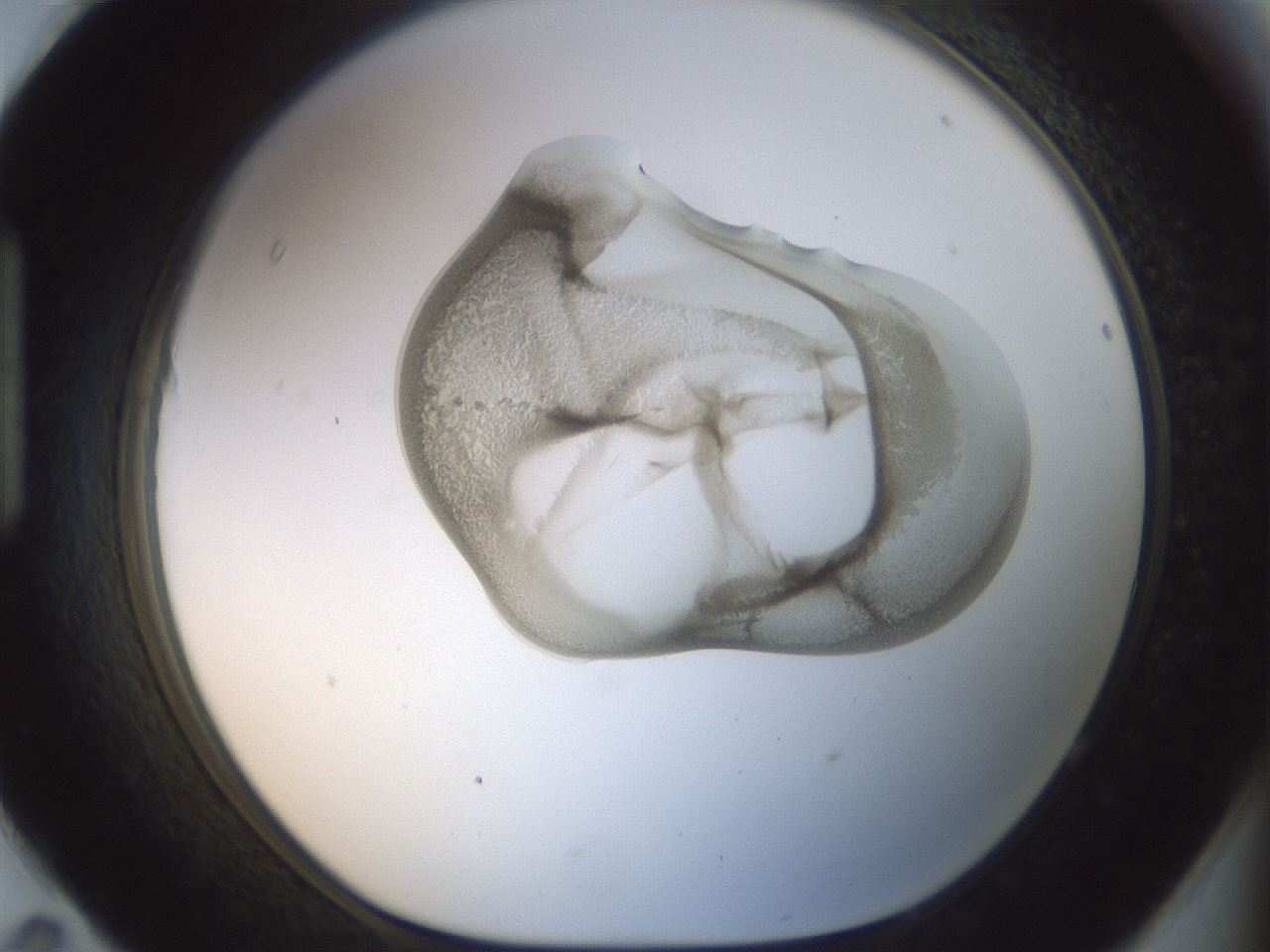 folderID156_plateID1156_batchID3128_wellNum95_profileID1_d1_r63771_ef.jpg