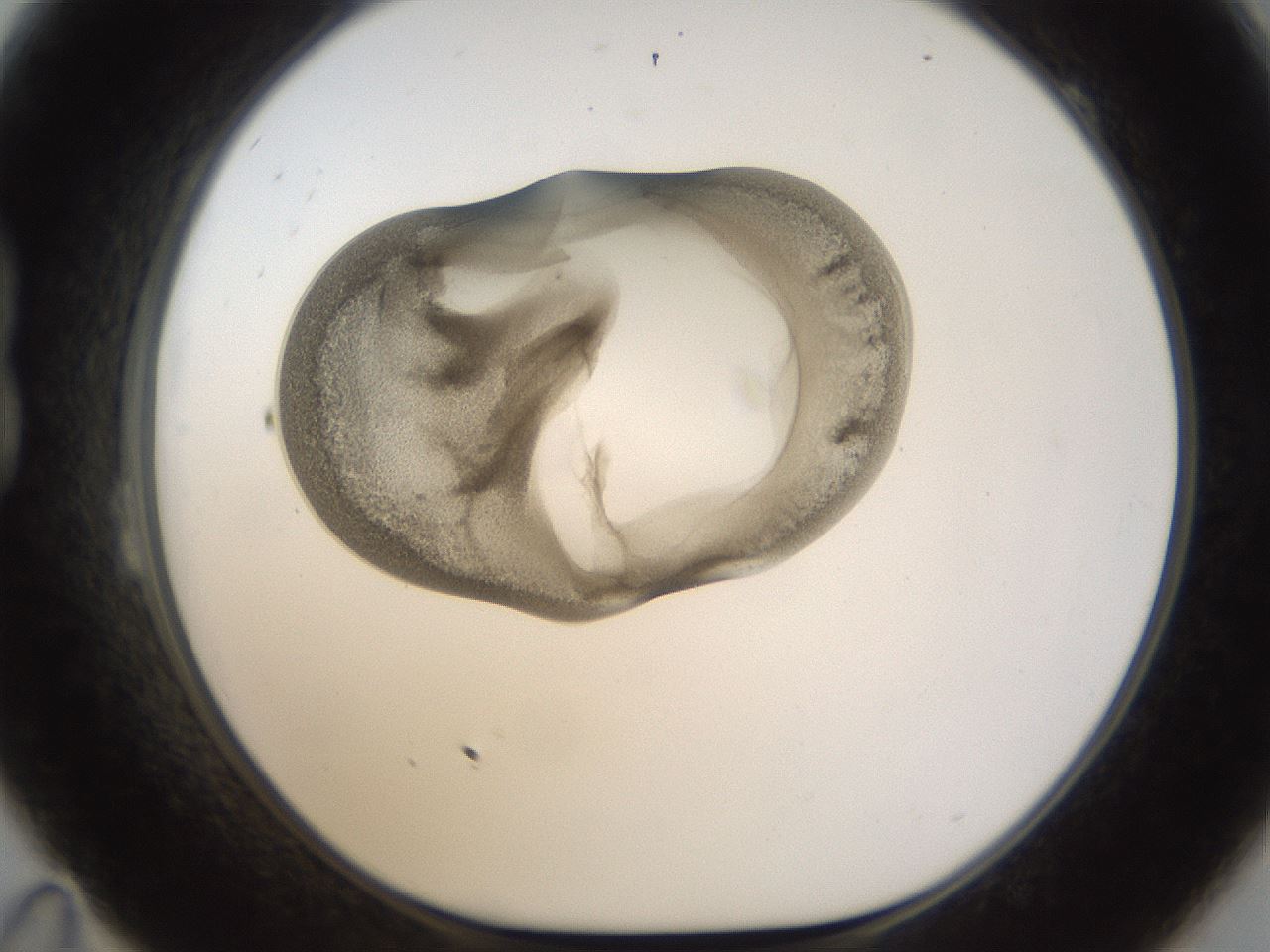 folderID157_plateID1157_batchID3210_wellNum23_profileID1_d1_r63435_ef.jpg