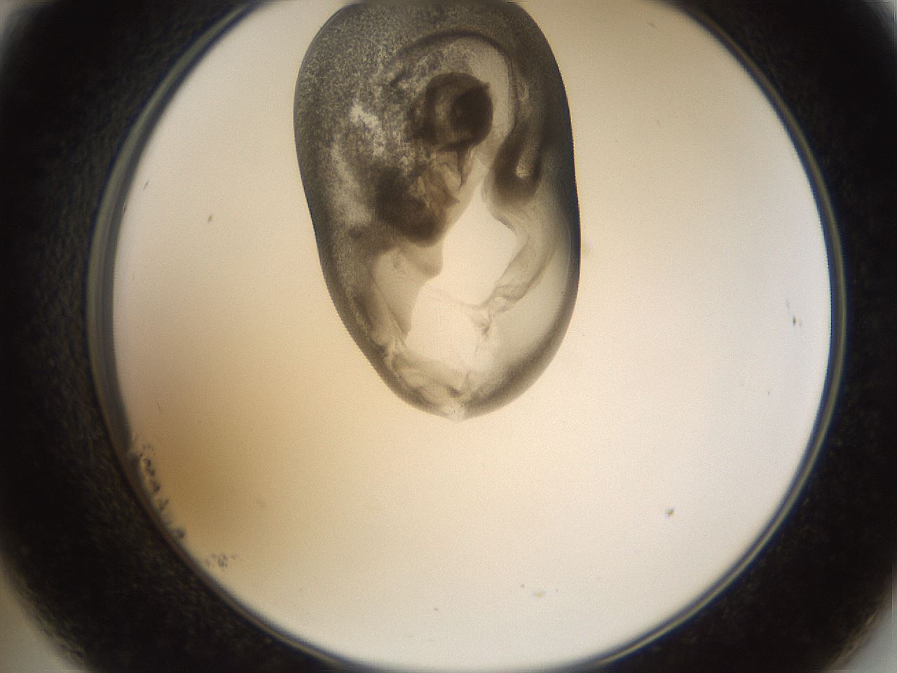 folderID157_plateID1157_batchID3210_wellNum23_profileID1_d2_r63436_ef.jpg
