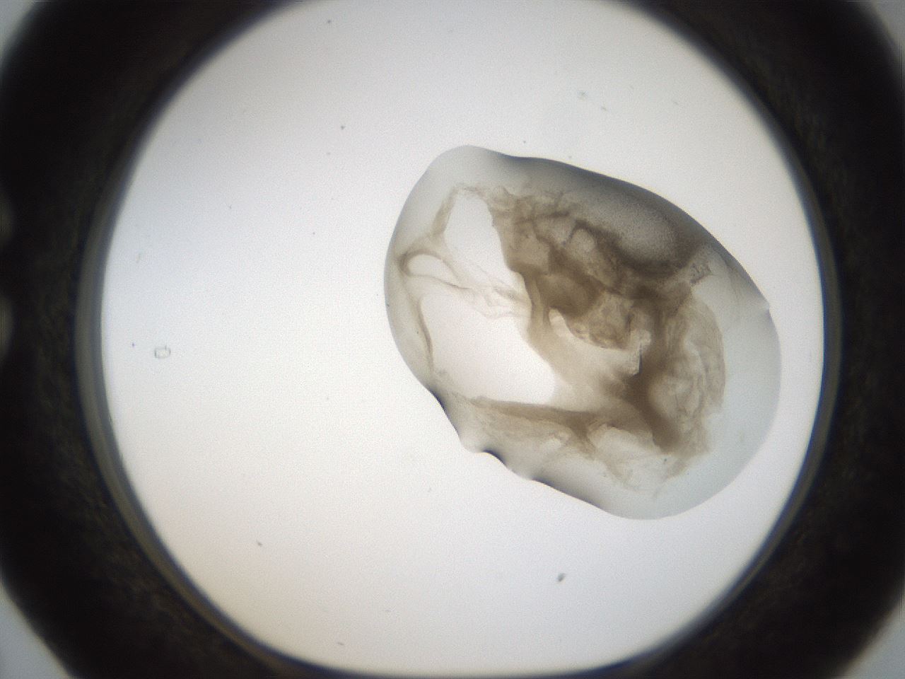 folderID157_plateID1157_batchID3210_wellNum29_profileID1_d1_r63447_ef.jpg