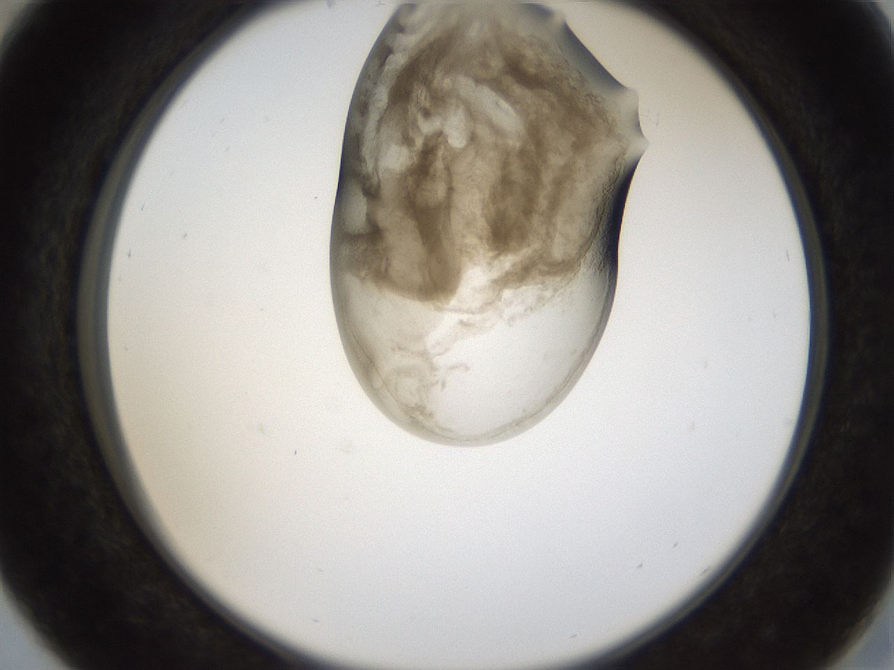 folderID157_plateID1157_batchID3210_wellNum29_profileID1_d2_r63448_ef.jpg