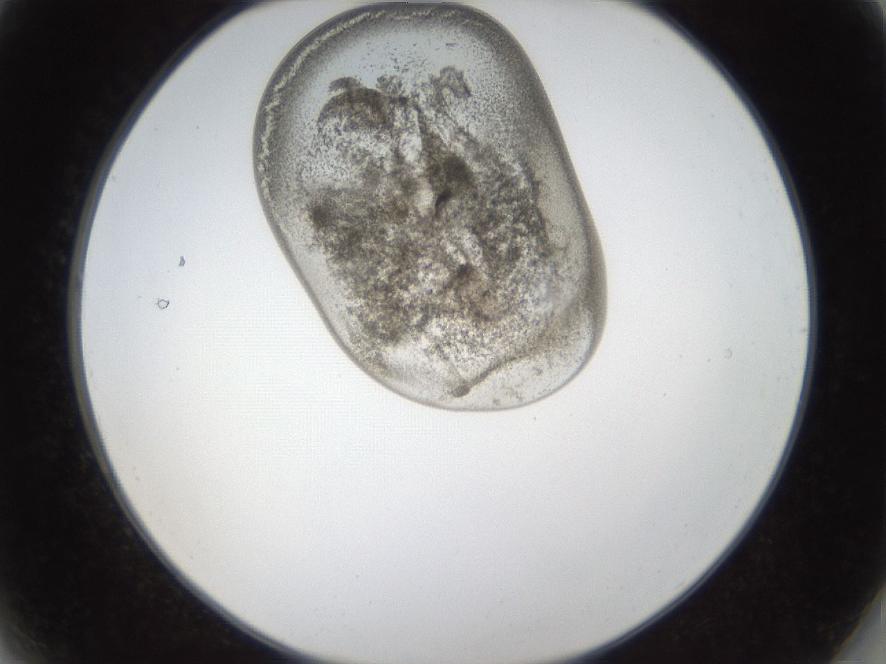 folderID157_plateID1157_batchID3210_wellNum2_profileID1_d2_r63394_ef.jpg
