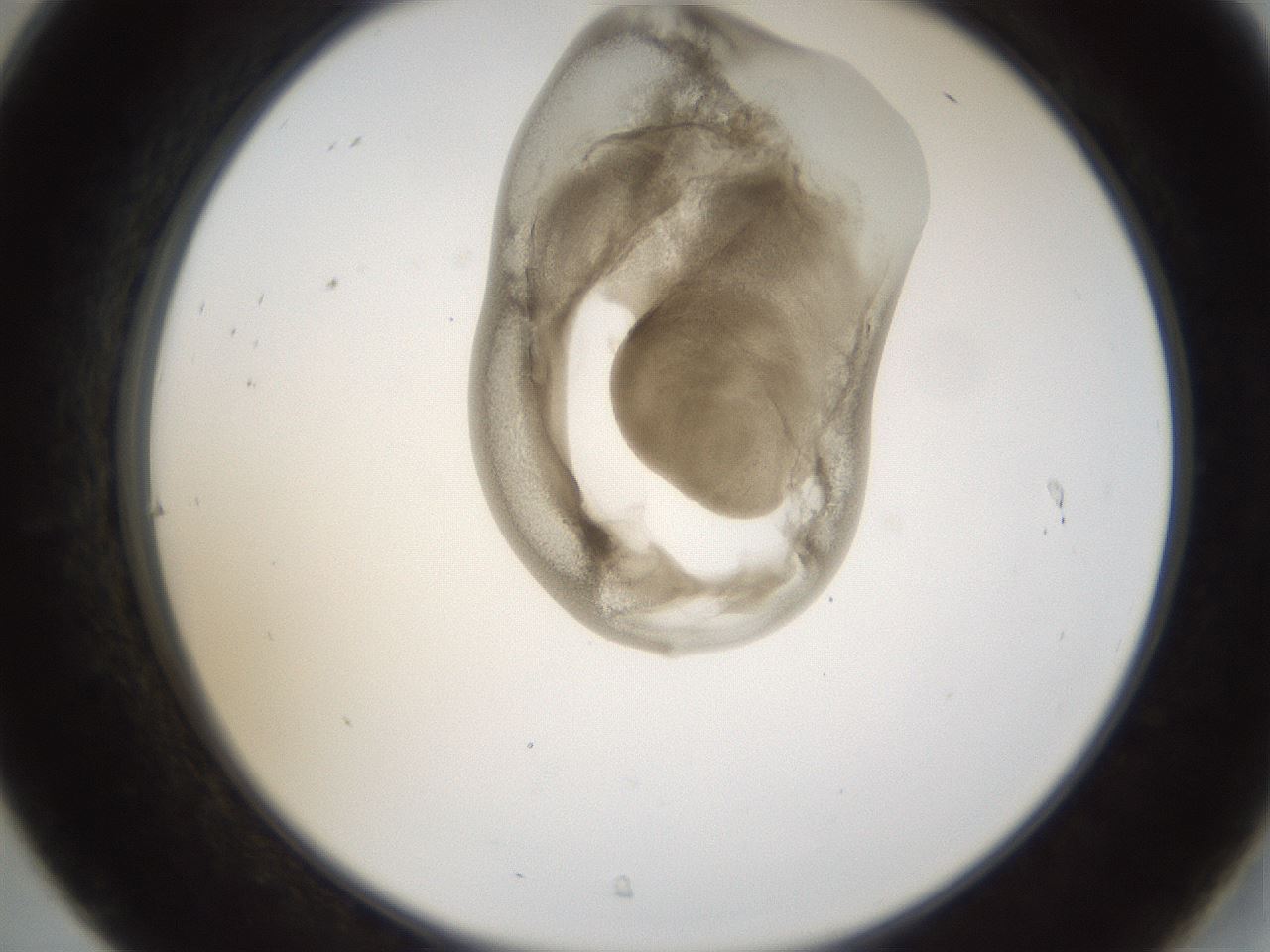 folderID157_plateID1157_batchID3210_wellNum31_profileID1_d2_r63452_ef.jpg