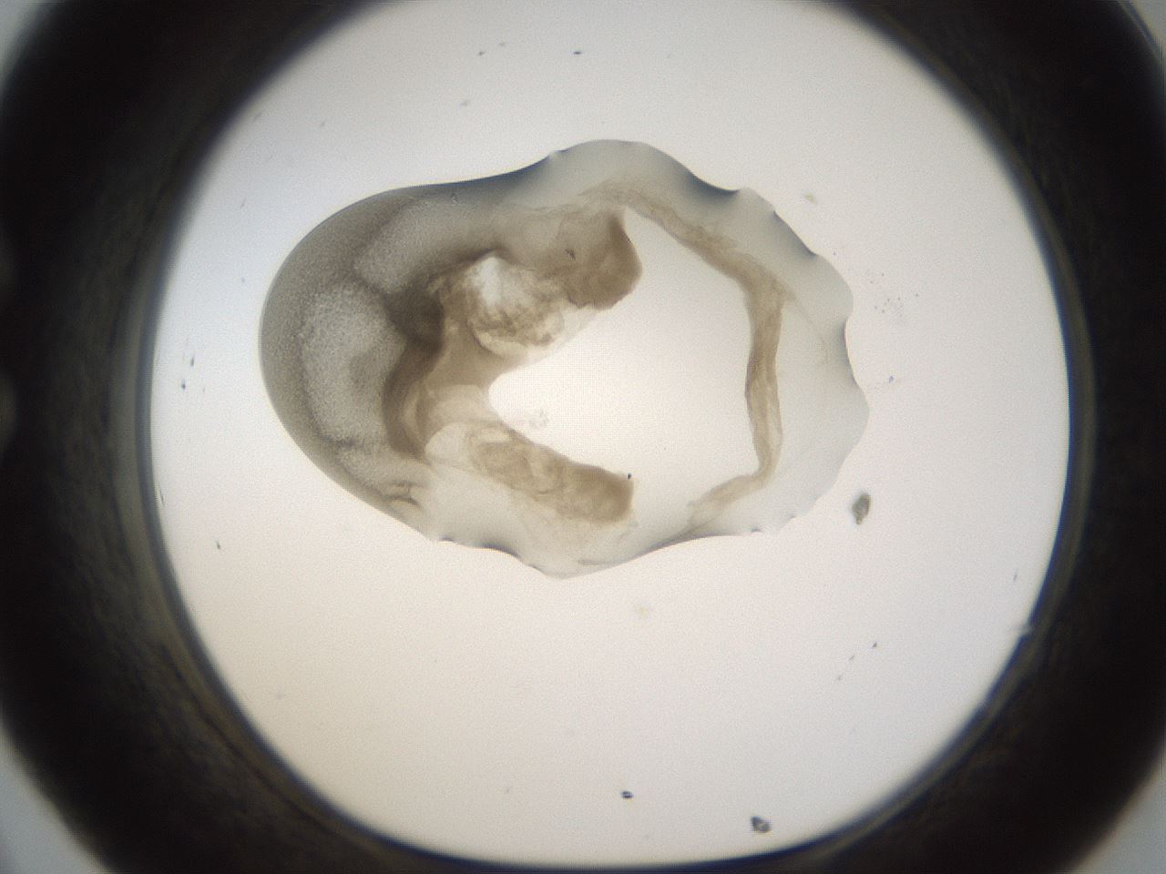 folderID157_plateID1157_batchID3210_wellNum32_profileID1_d1_r63453_ef.jpg