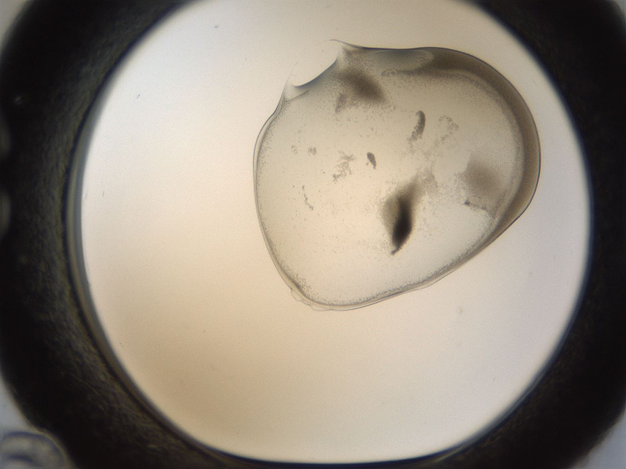 folderID157_plateID1157_batchID3210_wellNum36_profileID1_d1_r63461_ef.jpg