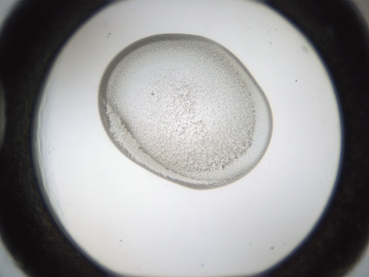 folderID157_plateID1157_batchID3210_wellNum39_profileID1_d1_r63467_ef.jpg