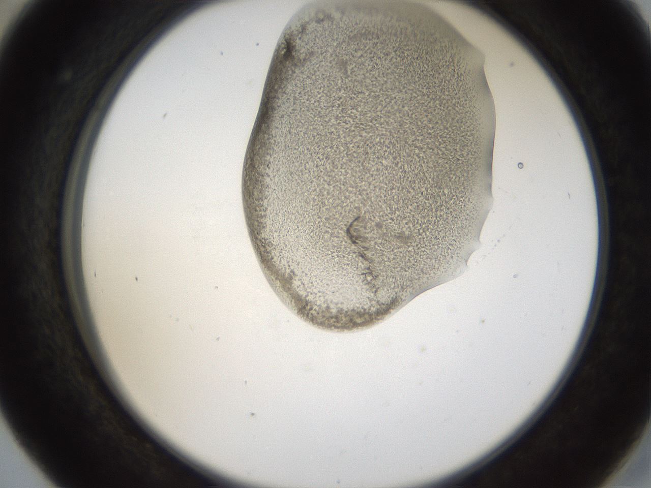 folderID157_plateID1157_batchID3210_wellNum41_profileID1_d2_r63472_ef.jpg