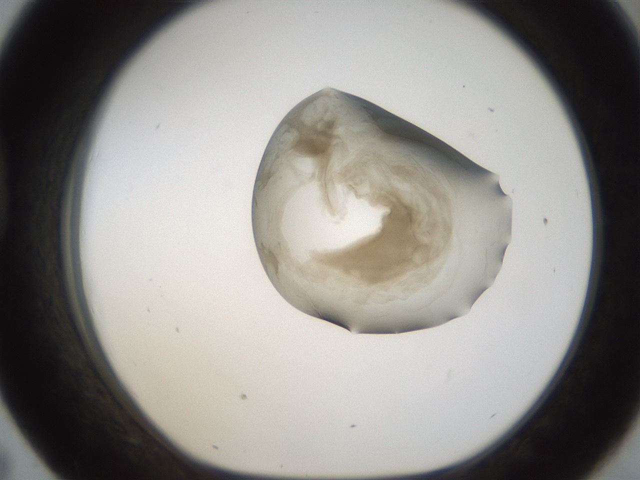 folderID157_plateID1157_batchID3210_wellNum43_profileID1_d1_r63475_ef.jpg