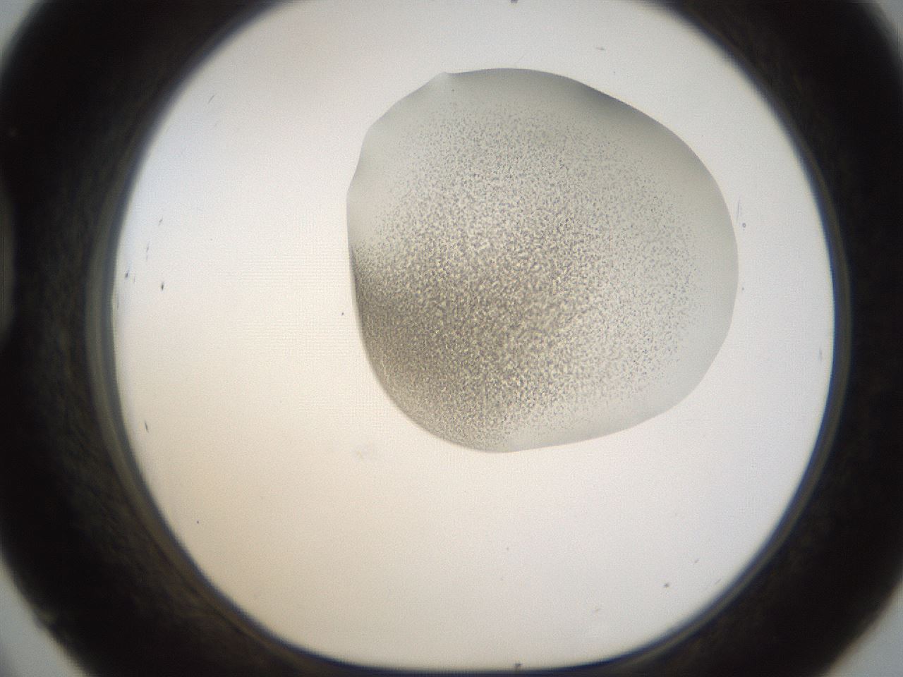 folderID157_plateID1157_batchID3210_wellNum45_profileID1_d1_r63479_ef.jpg