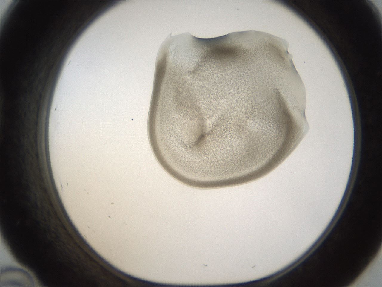 folderID157_plateID1157_batchID3210_wellNum46_profileID1_d1_r63481_ef.jpg