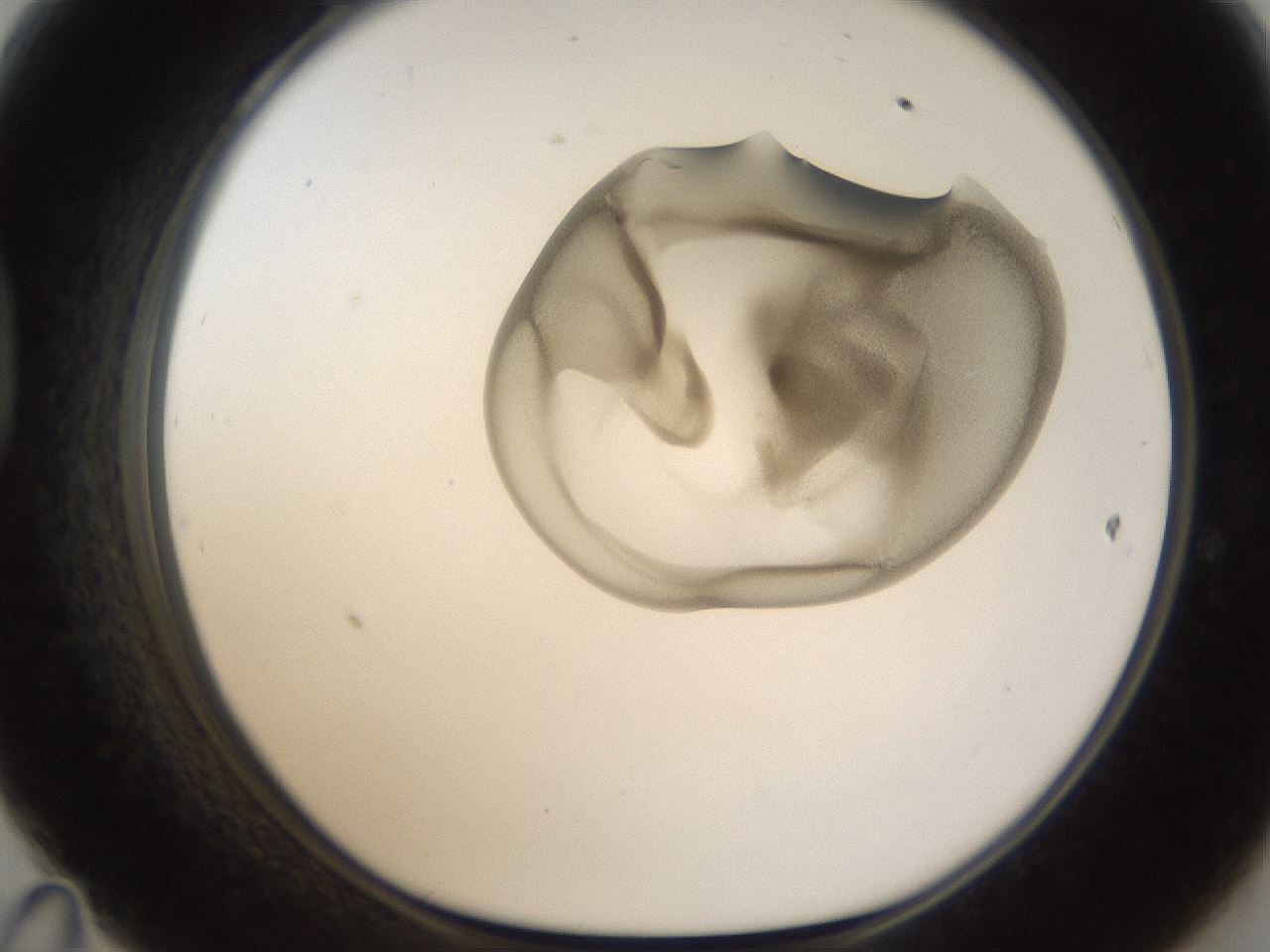 folderID157_plateID1157_batchID3210_wellNum47_profileID1_d1_r63483_ef.jpg